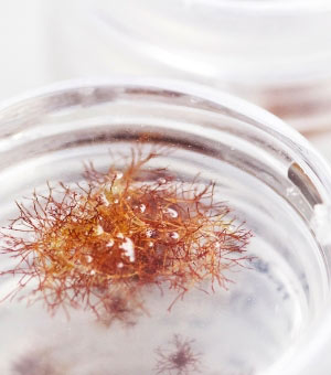 Des ingrédients naturels de qualité